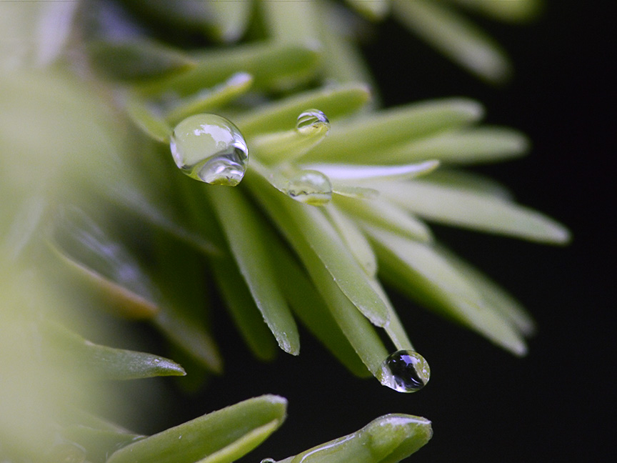 raindrops-v1_1080688