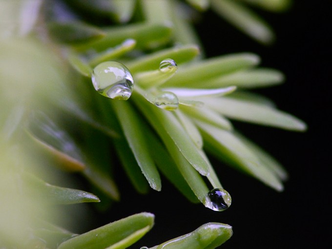 raindrops-v1_1080688