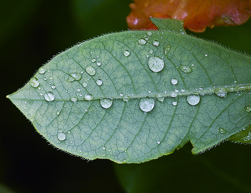 raindrops-v1_1080795