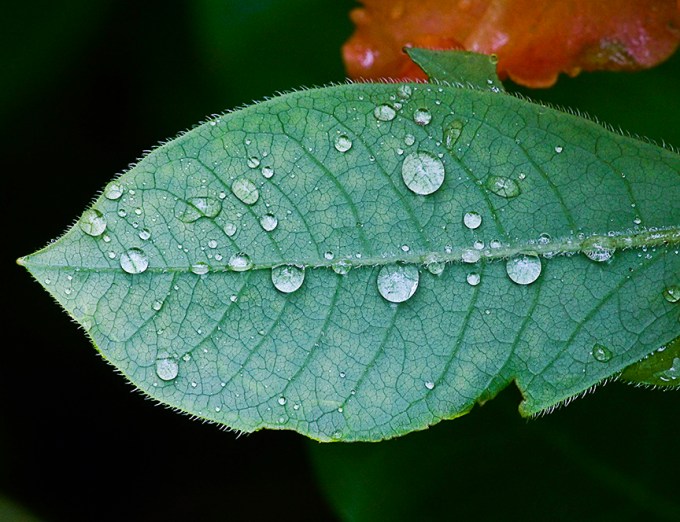 raindrops-v1_1080795