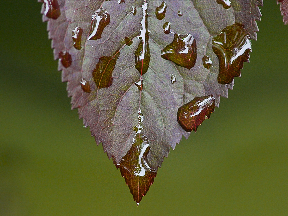raindrops-v1_1080862