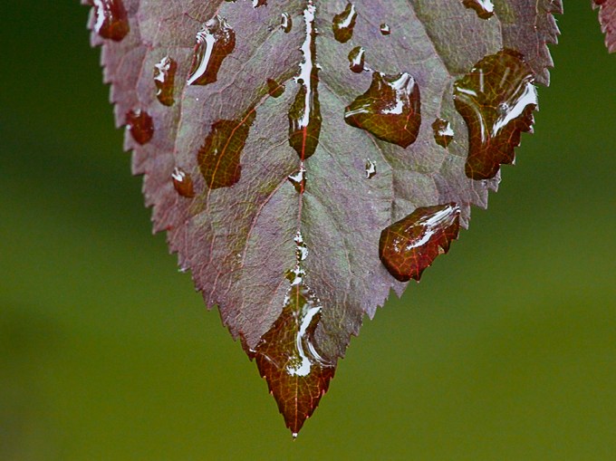 raindrops-v1_1080862