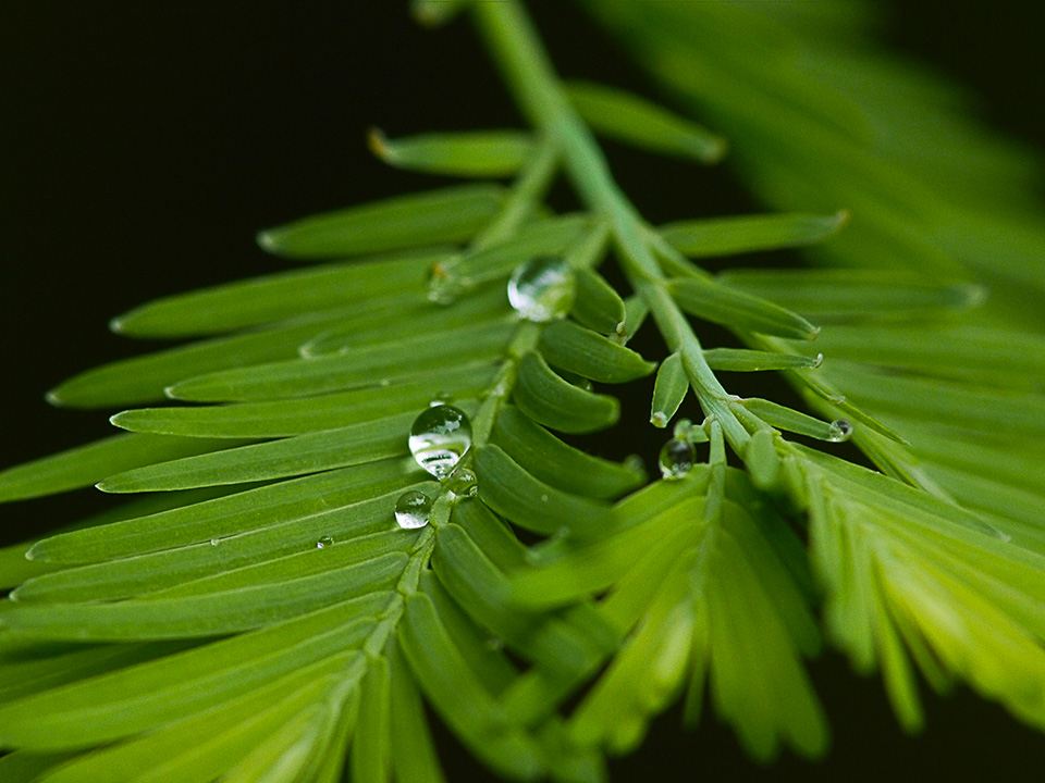 raindrops-v1_1080874