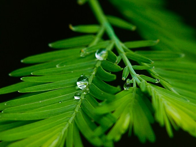 raindrops-v1_1080874