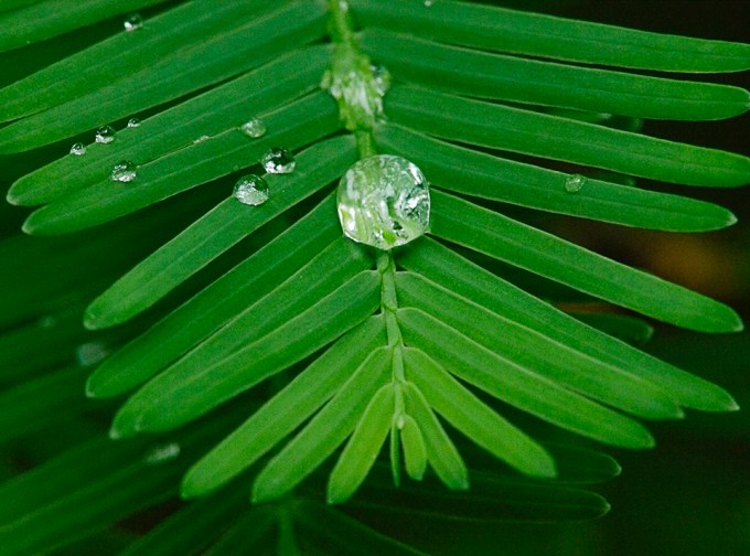 raindrops-v1_1080983