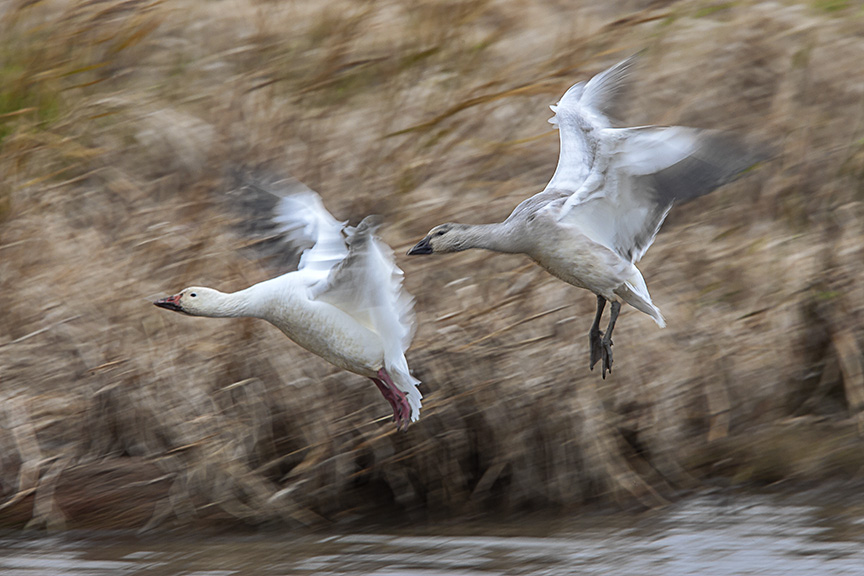 snow-geese-landing-v2-bwr_80i6651