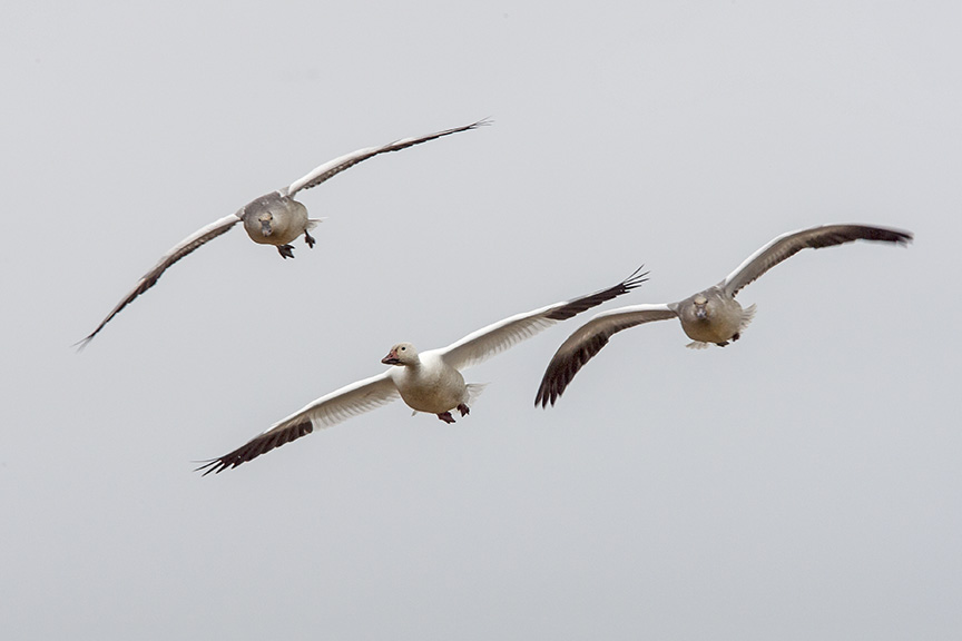 snow-geese-v2-bwr