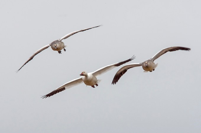snow-geese-v2-bwr
