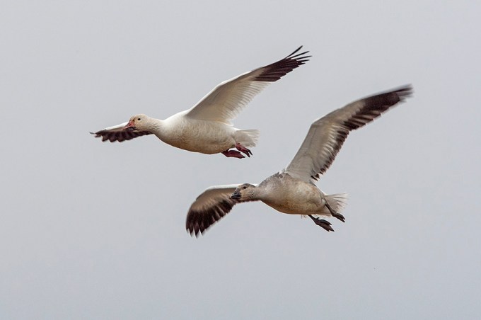 snow-geese-v2-bwr_80i6627