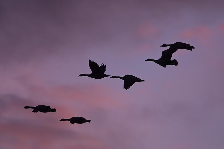 sunset-canada-geese-flyout-v1_80i7750