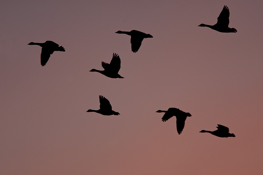 sunset-canada-geese-flyout_80i7748