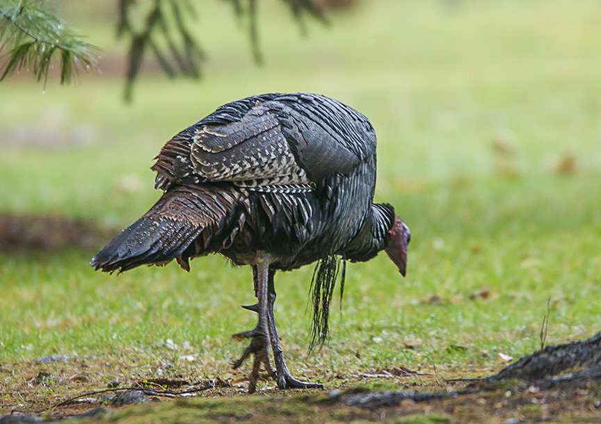 turkey-rosmoor-v2_43g0976