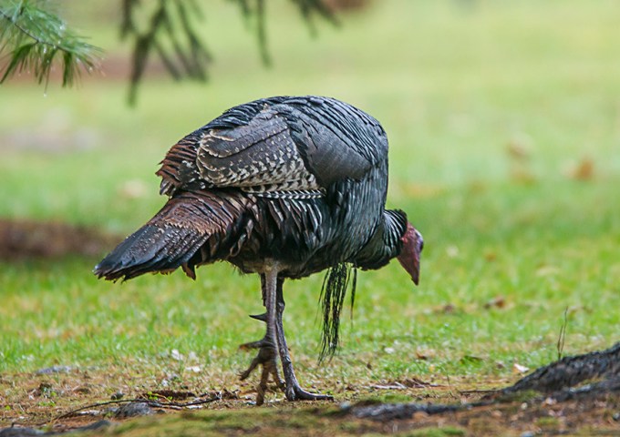 turkey-rosmoor-v2_43g0976