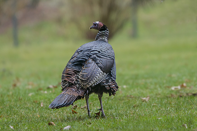 turkey-rosmoor-v2_43g1030