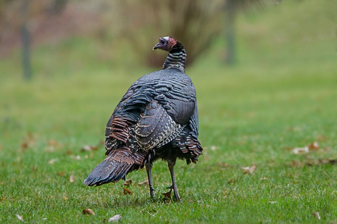 turkey-rosmoor-v2_43g1030