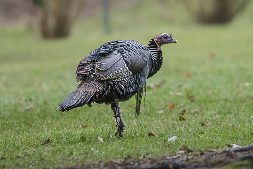 turkey-rosmoor-v3_43g1006