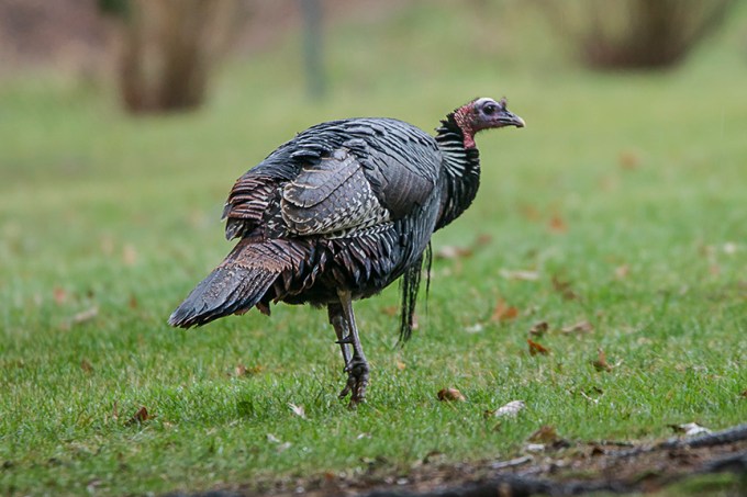 turkey-rosmoor-v3_43g1006