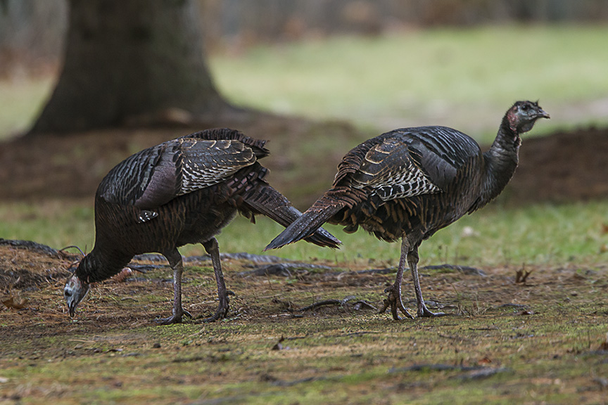 turkeys-rosmoor-v1_43g0954