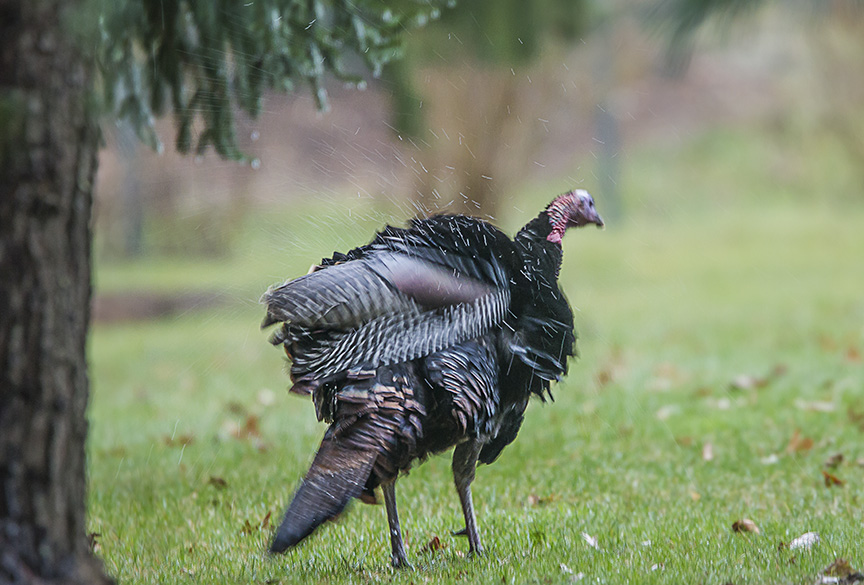 wild-turkey-shak-rain-rosmoor-v1_43g0991