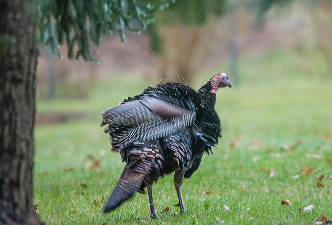 wild-turkey-shak-rain-rosmoor-v1_43g0991