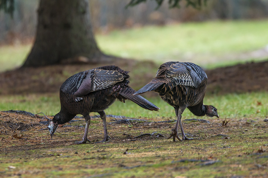 wild-turkeys-rosmoor-v1_43g0947