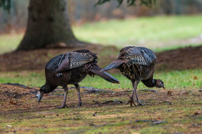 wild-turkeys-rosmoor-v1_43g0947