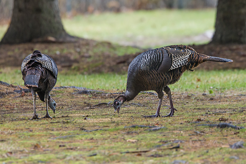 wild-turkeys-rosmoor-v2_43g0927