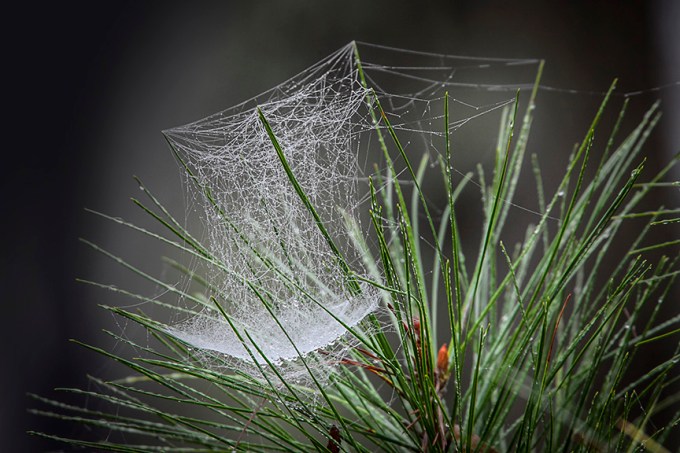 bwr-cobweb-v2_80i7973