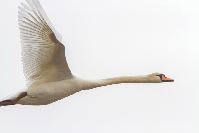 mute-swan-immat-brig-v1_mg_5682