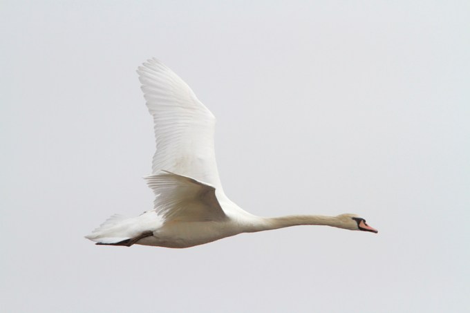 mute-swan-immat-brig-v2-_mg_5676