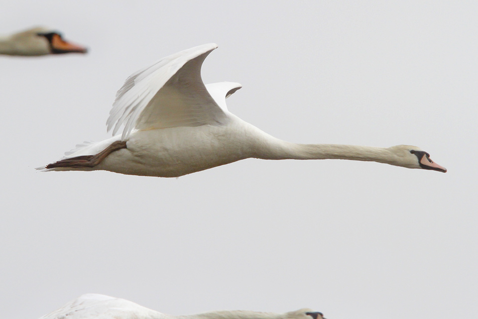 mute-swan-immat-brig-v2_mg_5678