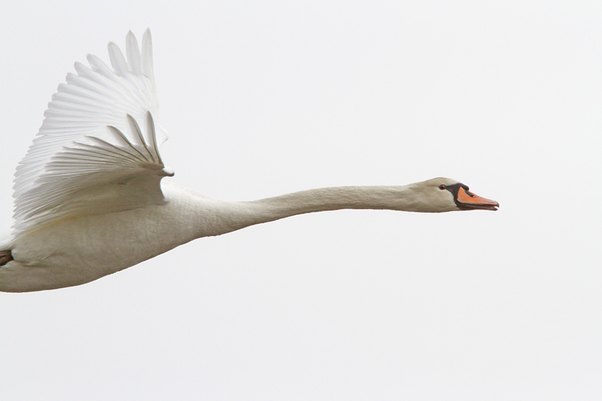 mute-swan-immat-brig-v2_mg_5680