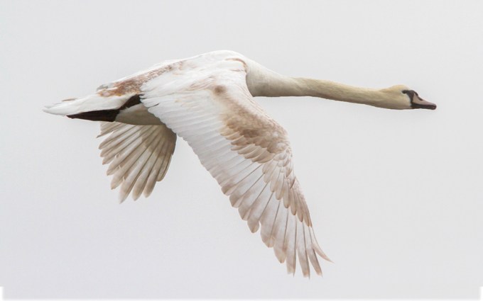 mute-swan-immat-v2_mg_5690