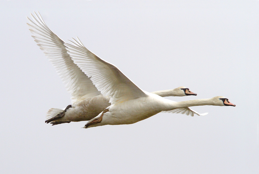 mute-swans-brig-v2_mg_5664