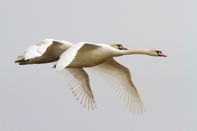 mute-swans-brig-v2_mg_5665