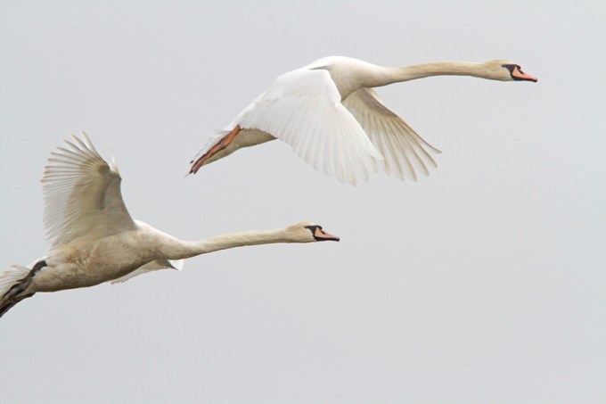 mute-swans-brig-v2_mg_5671