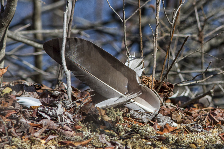 feathers-v3-pp_mg_0605