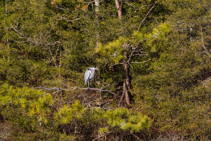 lonely-heron-tree-brig-v1_43g1779