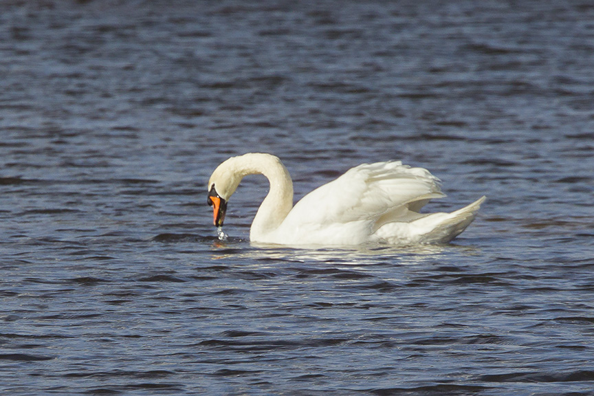 mute-swan-brig-v2_43g2134