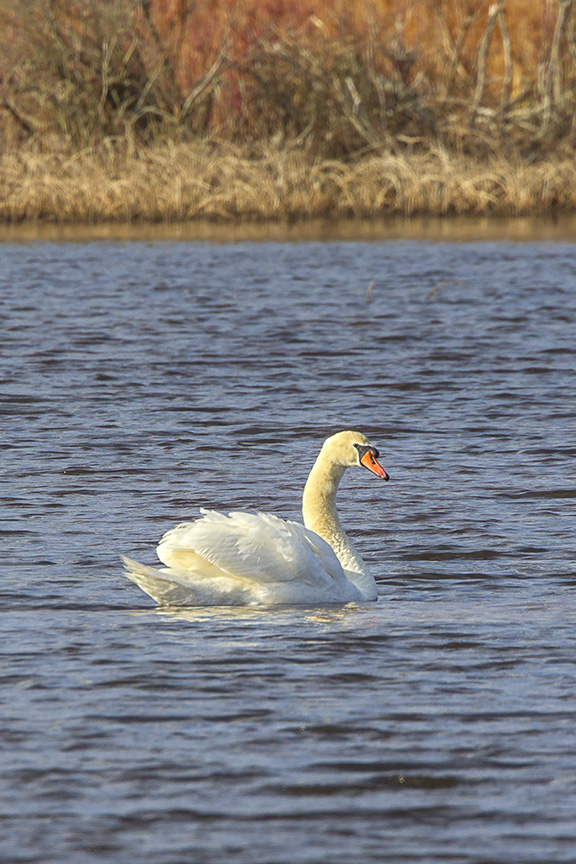 mute-swan-brig-v5_43g2086