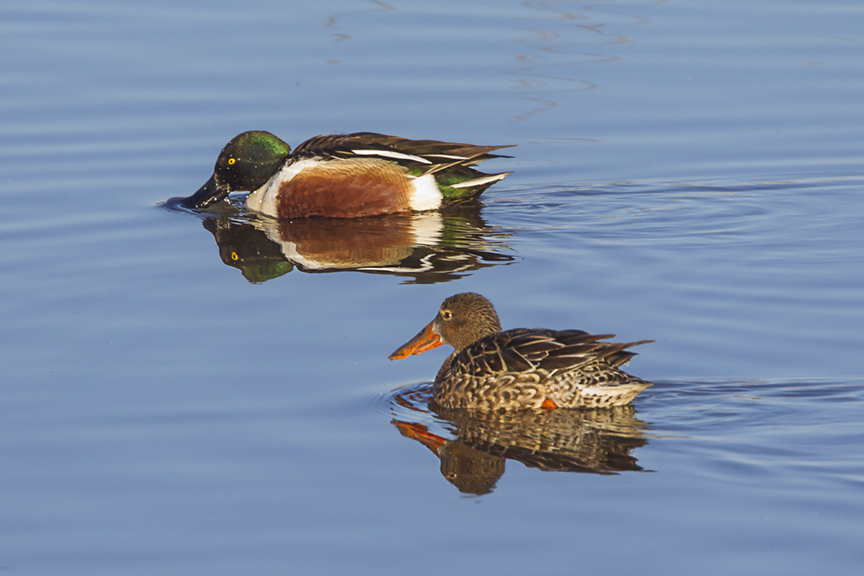 northern-shovelers-v6_43g3399