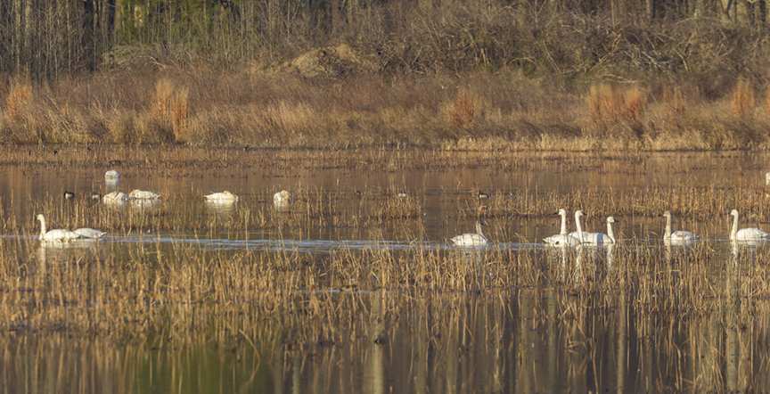 pano-detail-v1_43g3495