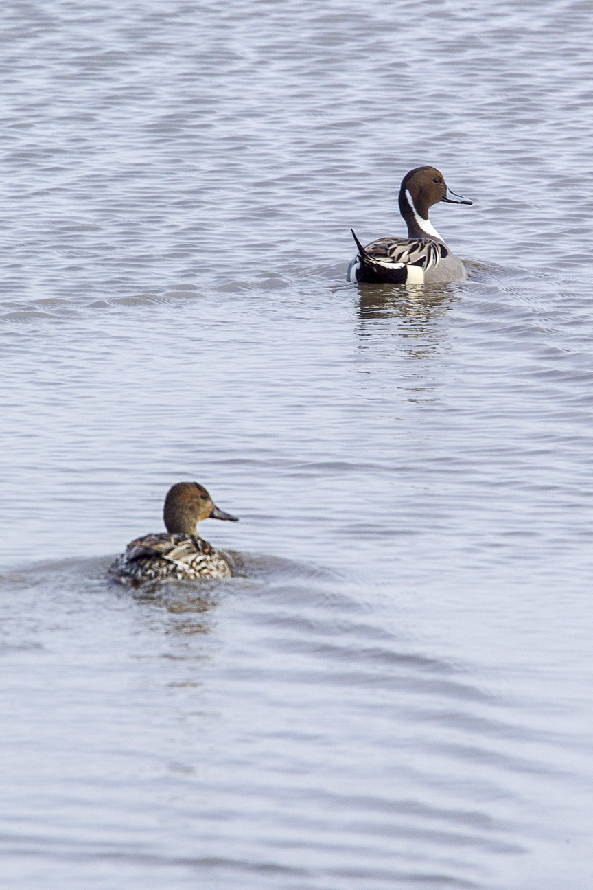 pintail-duck-pair-v2_43g1693