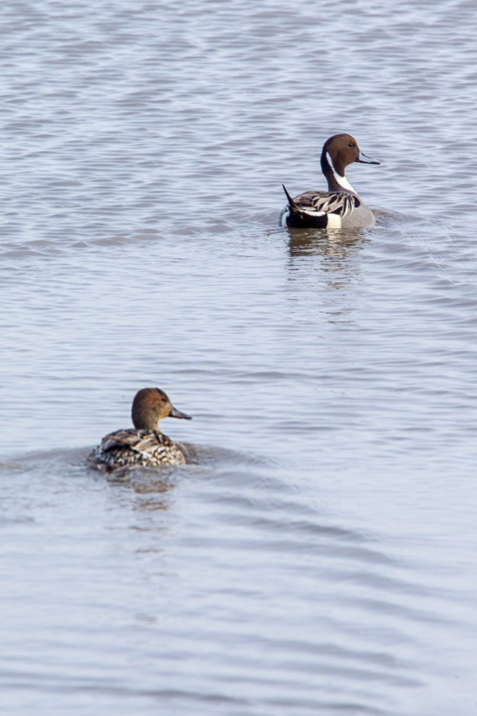 pintail-duck-pair-v2_43g1693