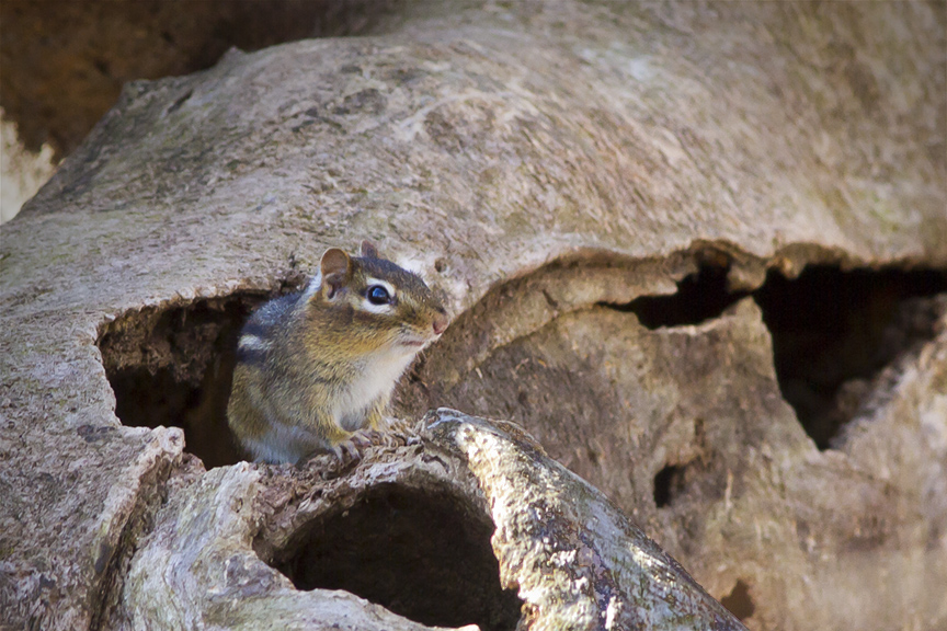 pp-chipmonk-home-v5_mg_0397