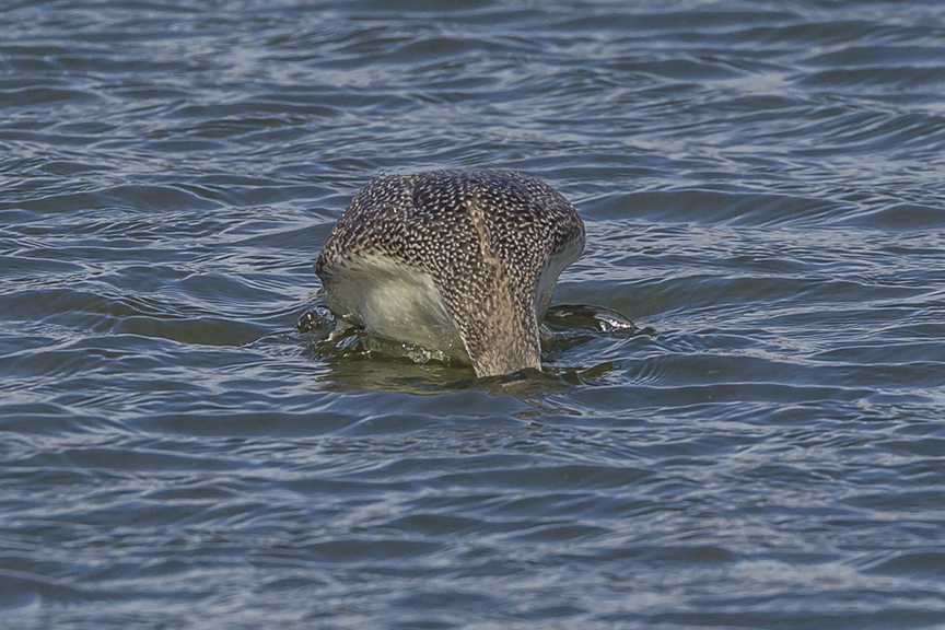 red-throated-loon_diving_wntr-plum-v1-_43g7998
