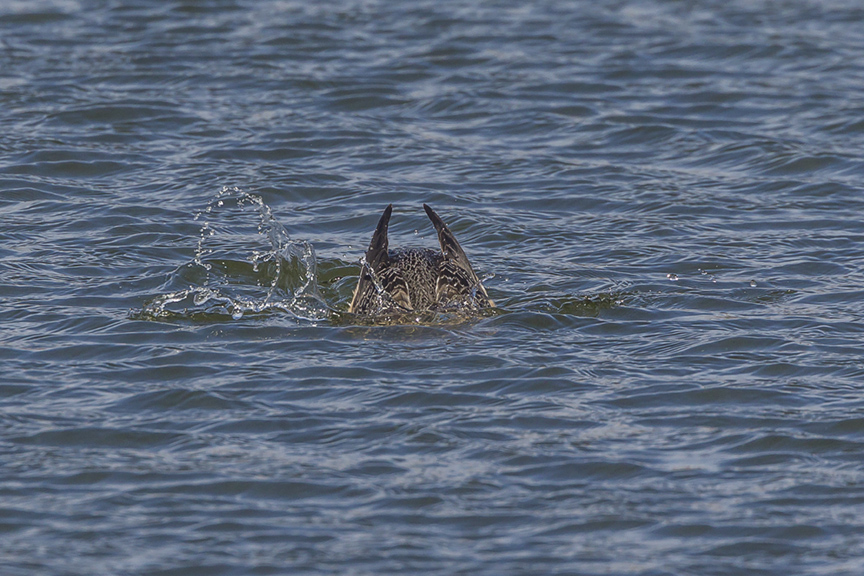 red-throated-loon_diving_wntr-plum-v1-pp43g8000