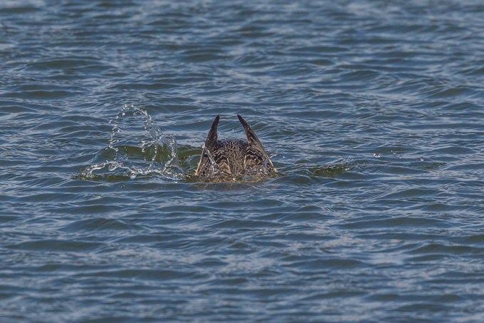 red-throated-loon_diving_wntr-plum-v1-pp43g8000