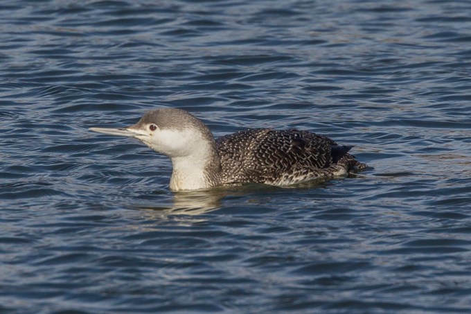 red-throated-loon_wntr-plum-v1-_43g7993