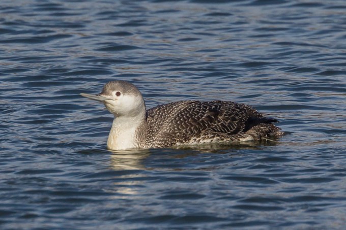 red-throated-loon_wntr-plum-v2_43g7987